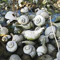 Old conch shells.  There was a 19th century clamming house here.  No idea where the conch came from.